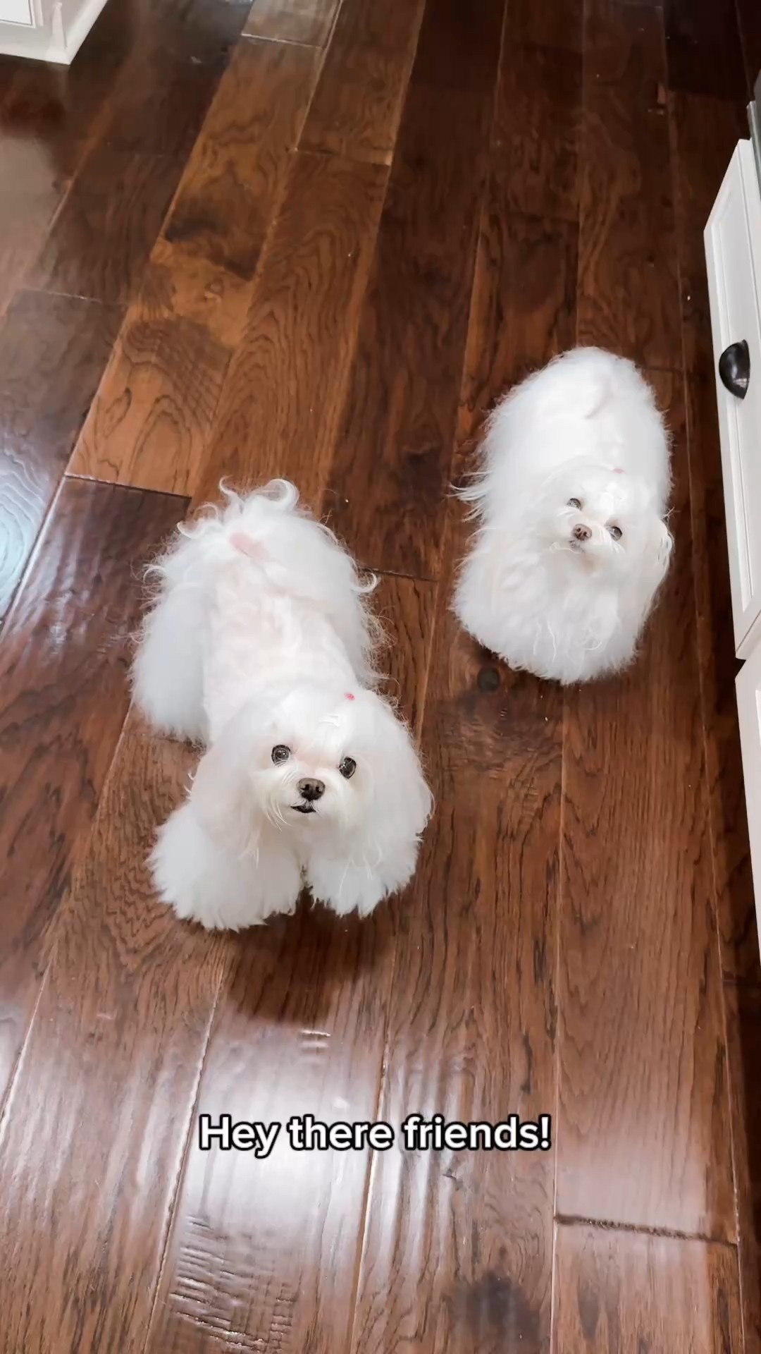 Hello friends 👋 

#LTKPets #LTKHome