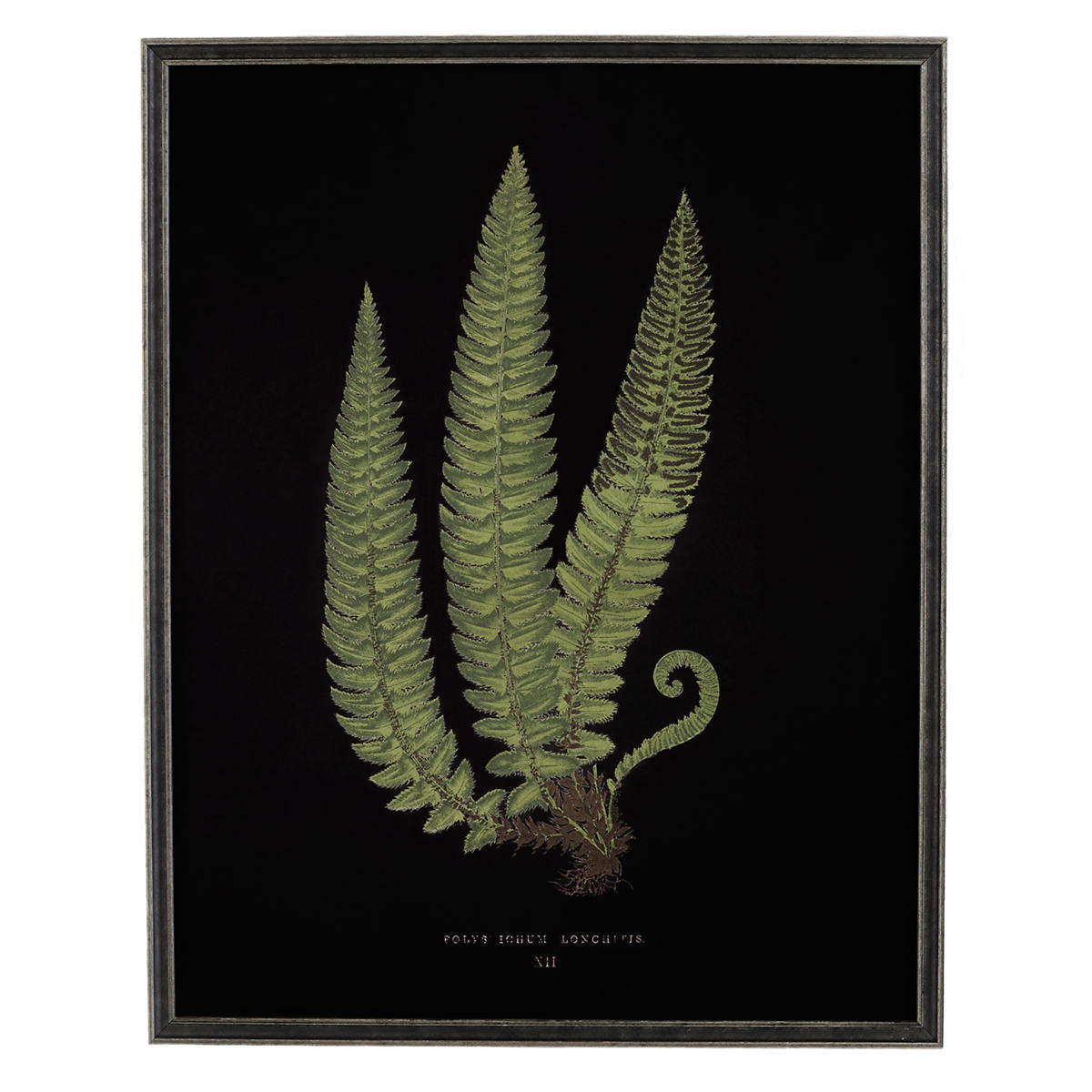 Vintage Fern 3 Wall Art | Annie Selke