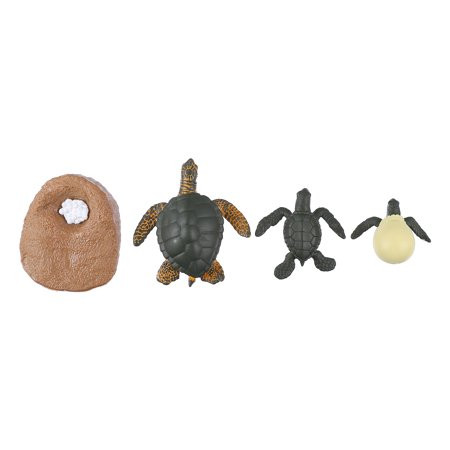 HEMOTON 1 Set/4pcs Simulation Sea Turtle Life Cycle Model Cognitive Model Toy for Kids | Walmart (US)