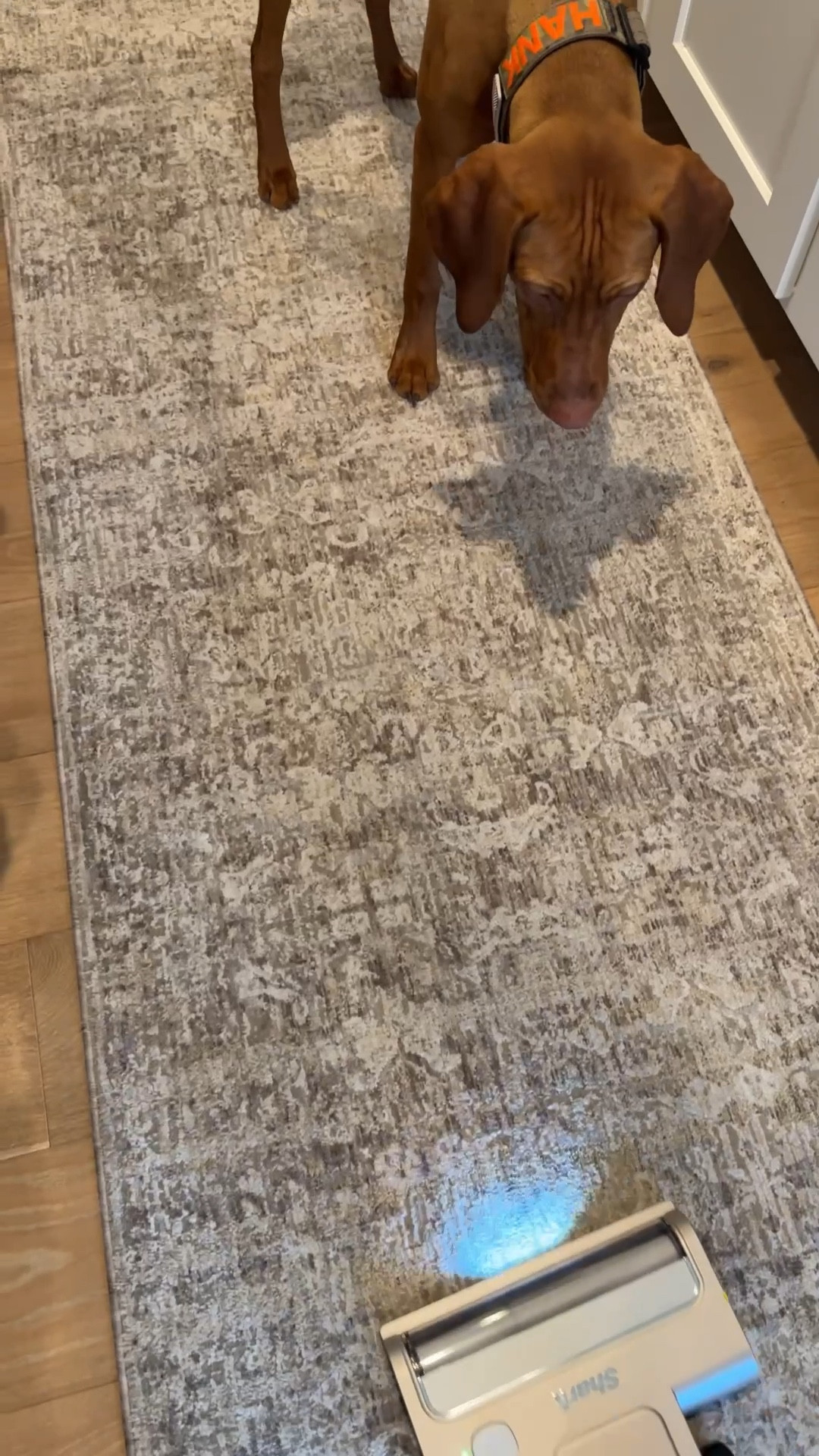 The excitement we get in our 30s over a new vac! 👏🏻 Down to just $139.99 (reg $199.99) today! 

#LTKHome #LTKdayinmylife #LTKmomlife