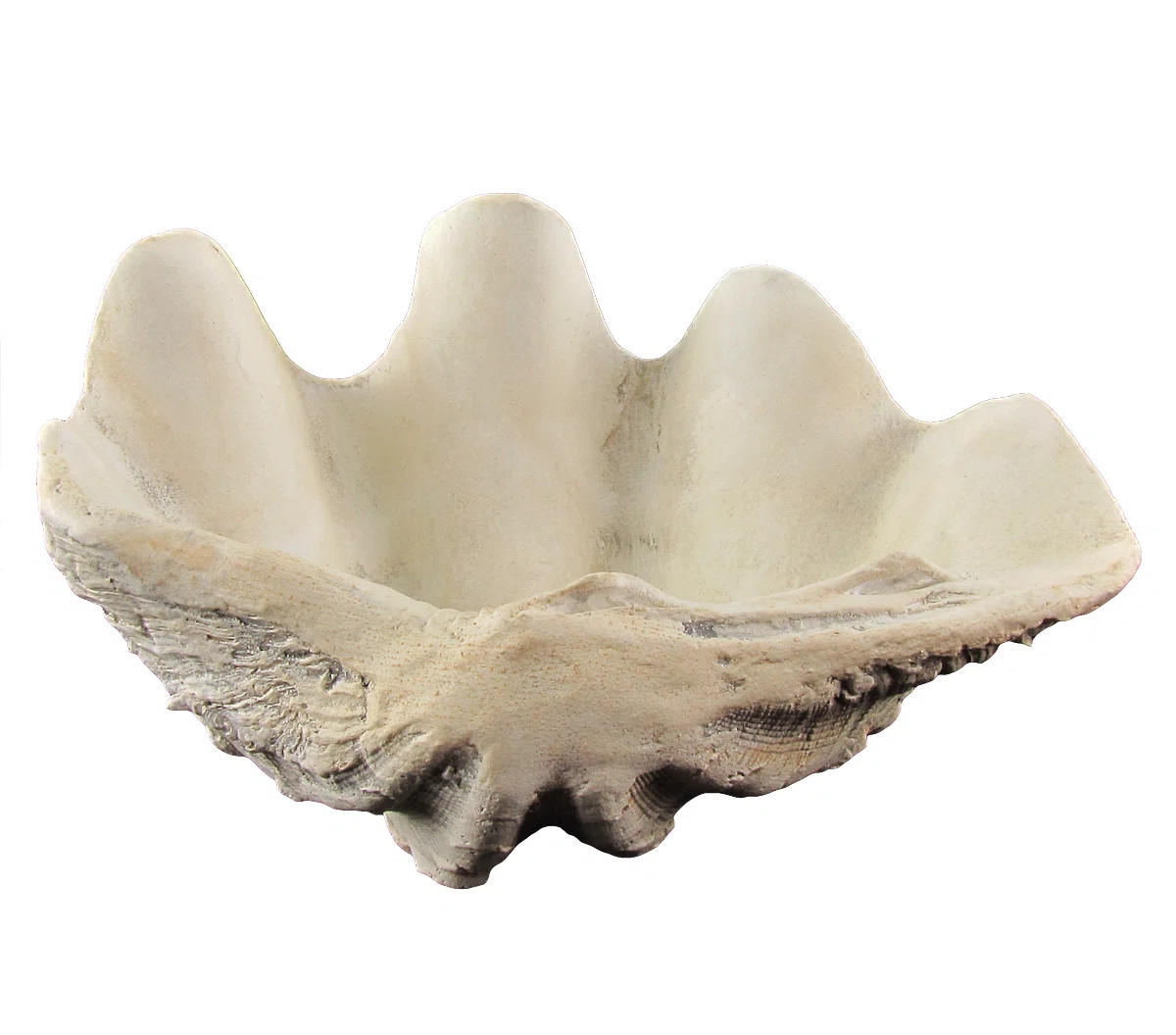 Highland Dunes Grube Cast Replica Hippopus Clam Shell Tridacna and Clamshell & Reviews | Wayfair | Wayfair North America