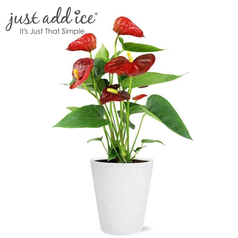 Just Add Ice 14" Tall Anthurium Live Plant in 5" Decorative Fiber Clay Pot, Indoor House Plant, B... | Walmart (US)