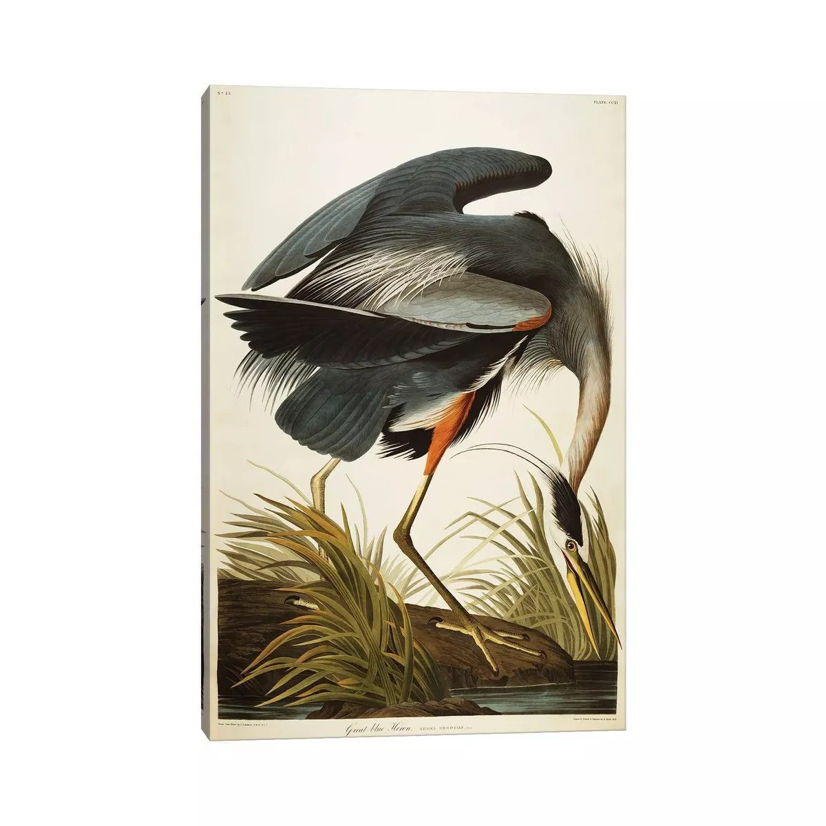 Great Blue Heron by John James Audubon Unframed Wall Canvas - iCanvas | Target