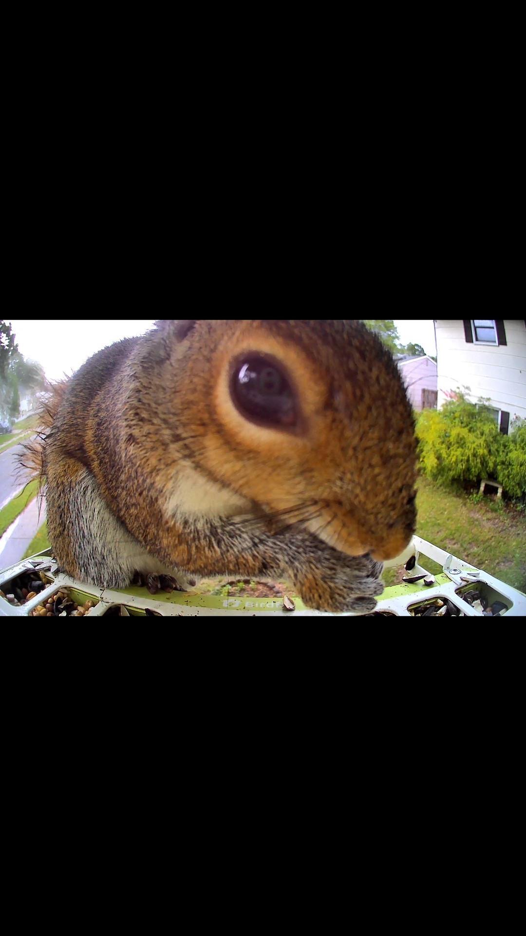 funny footage with my new birdfy feeder! absolutely obsessed. #birdfeeder #birdfy #smartbirdfeeder