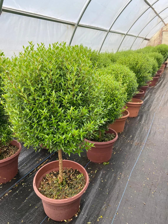 Read the full title
    Myrtle topiary in a 10" pot - Myrtus communis | Etsy (US)