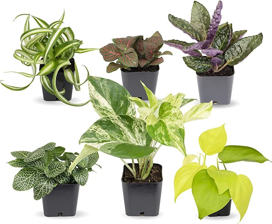 Easy to Grow Houseplants (Pack of 6), Live House Plants in Containers, Growers Choice Plant Set i... | Amazon (US)