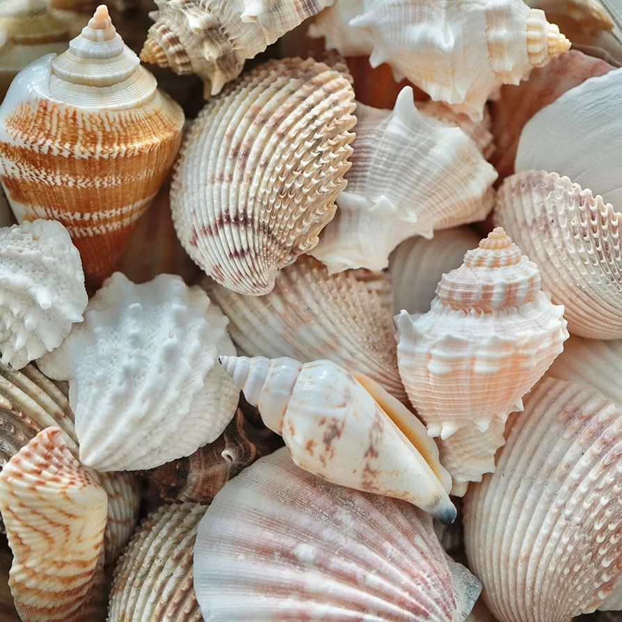 Amazon.com: Sea Shells Mixed Beach Seashells, Various Sizes Natural Ocean Seashells for Beach Themed Party DIY Crafts Candle Making Fishtank Vase Fillers Home Wedding Decorations (25) : Home & Kitchen | Amazon (US)