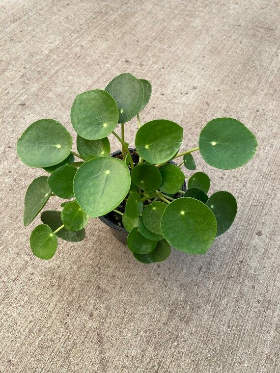 Pilea Peperomioides Chinese Money Plant UFO Plant 4 Pot - Etsy | Etsy (US)
