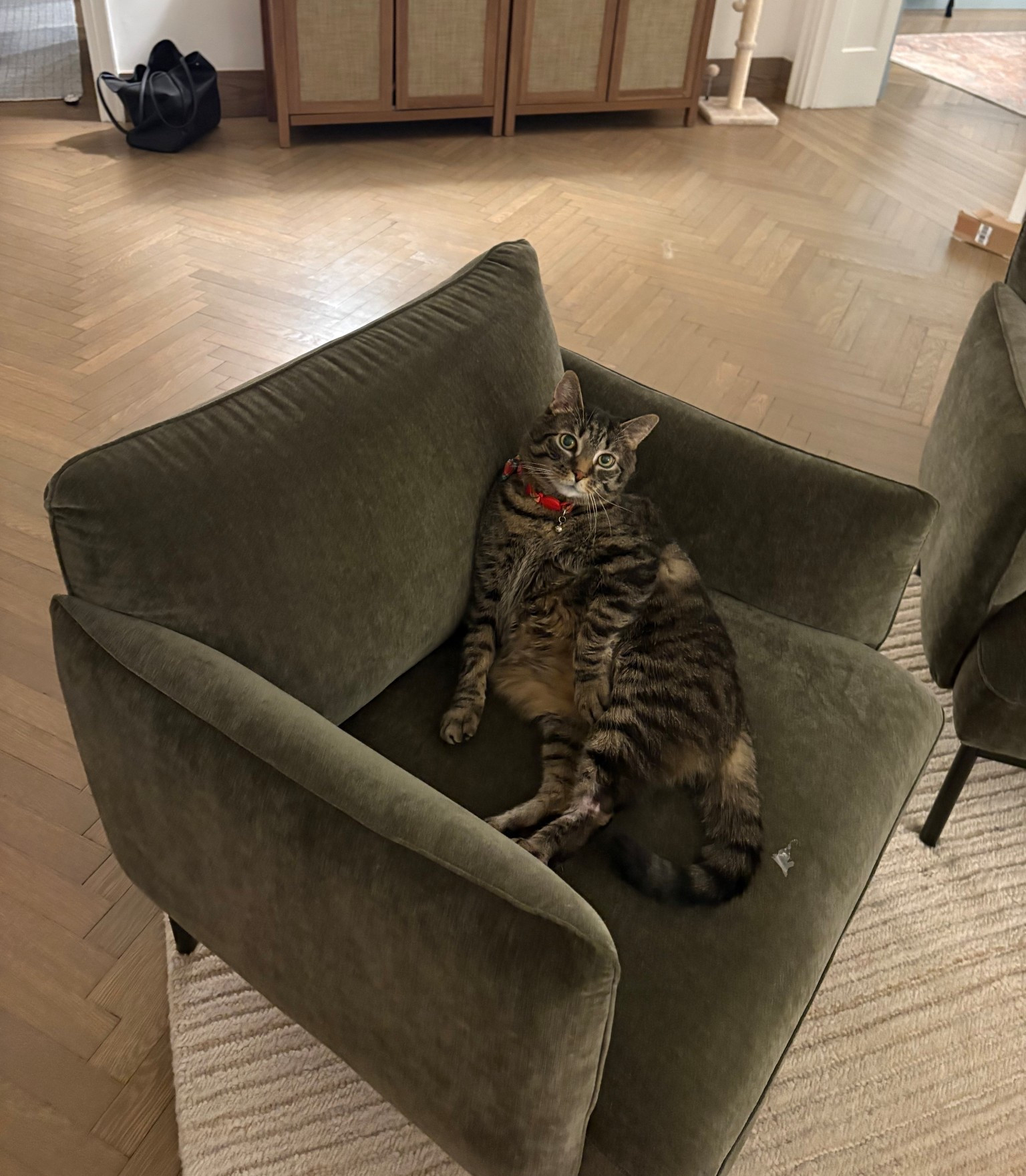 Penn in the PENN chair 

Living room / cozy / home design / apartment / nyc 

#LTKSaleAlert #LTKmomlife #LTKHome