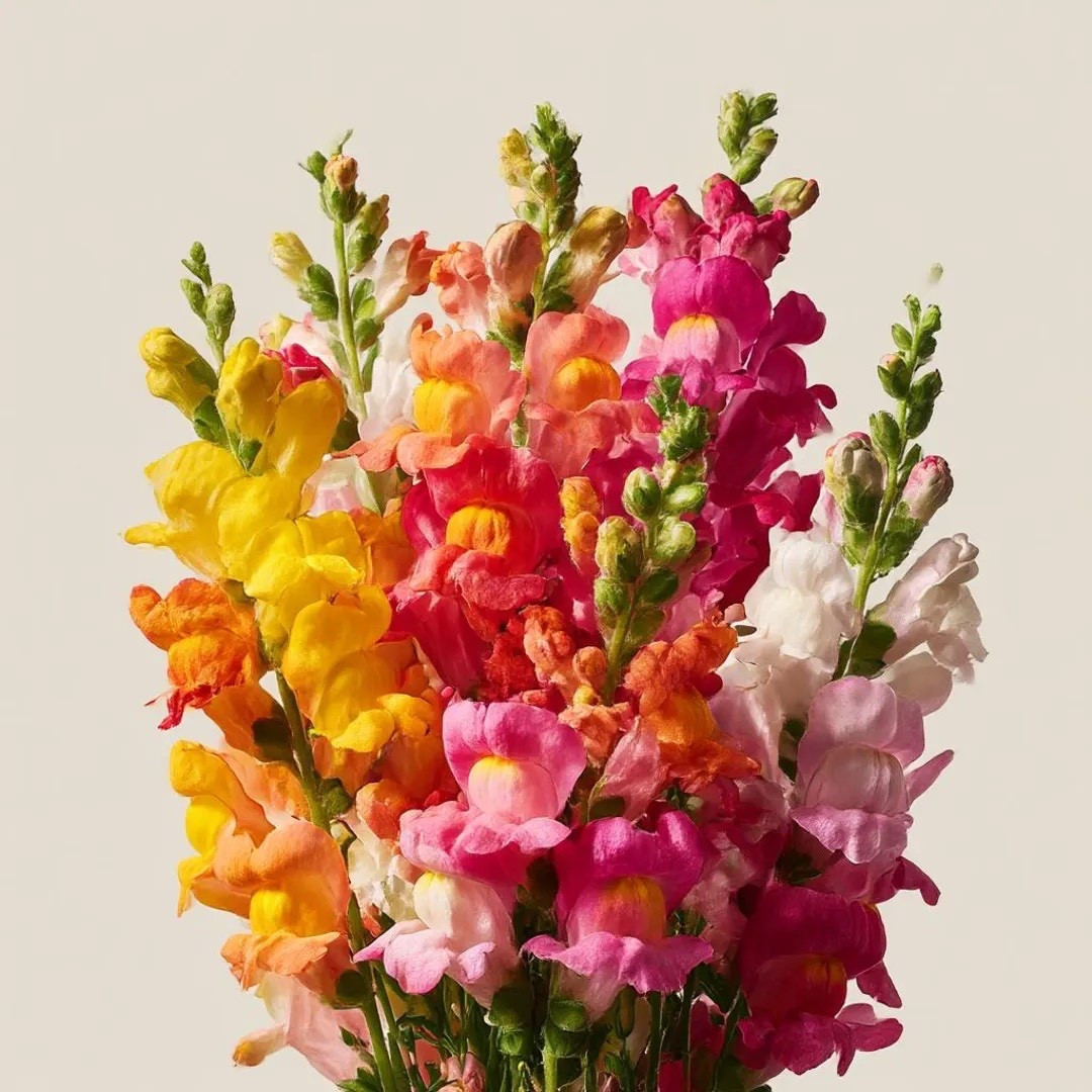 Bold, elegant, and made for stunning bouquets, Snapdragon Maximum towers with strong stems and tall spikes of vibrant blooms that bring beautiful vertical color to garden beds and borders. Reaching up to three feet tall and blooming generously through the cool seasons, this striking variety is a favorite for cut flower gardens, offering long-lasting stems and a lively mix of colors that brighten both the landscape and the vase. #snapdragon #cutflowergarden #flowerfarmer #cottagegarden #gardeninspiration #springflowers #bouquetflowers #ltkfinds

#LTKHome #LTKSeasonal #LTKdayinmylife
