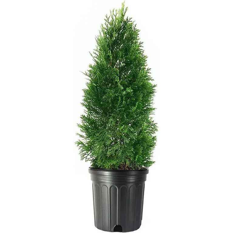 Holiday Time 24-Inch Christmas Emerald Green Arborvitae Live Shrub in Decorative Pot - Walmart.co... | Walmart (US)