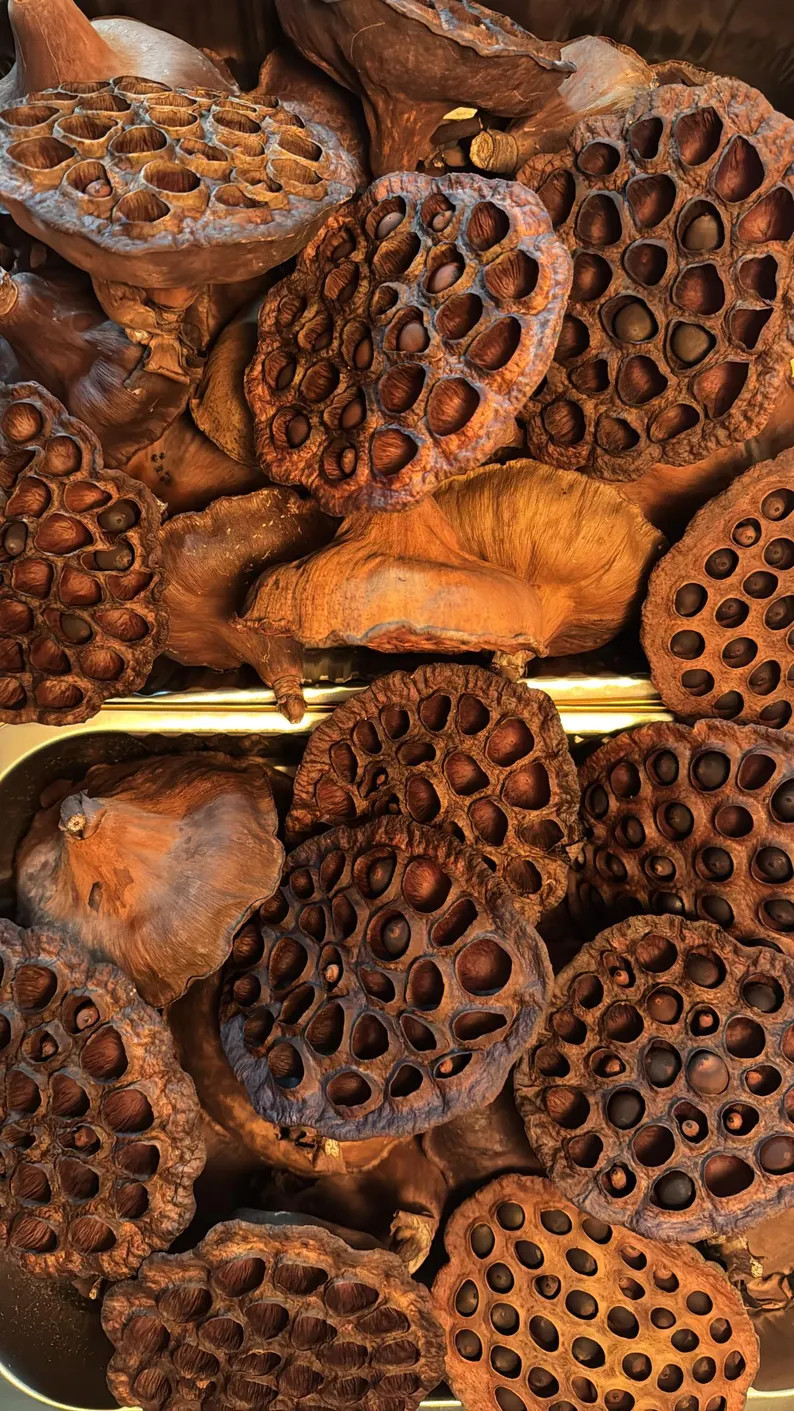 Lake Erie Harvested Dried Lotus Pods for Hermit Crabs, Isopods, Bioactive Terrariums, Natural Dec... | Etsy (Global)