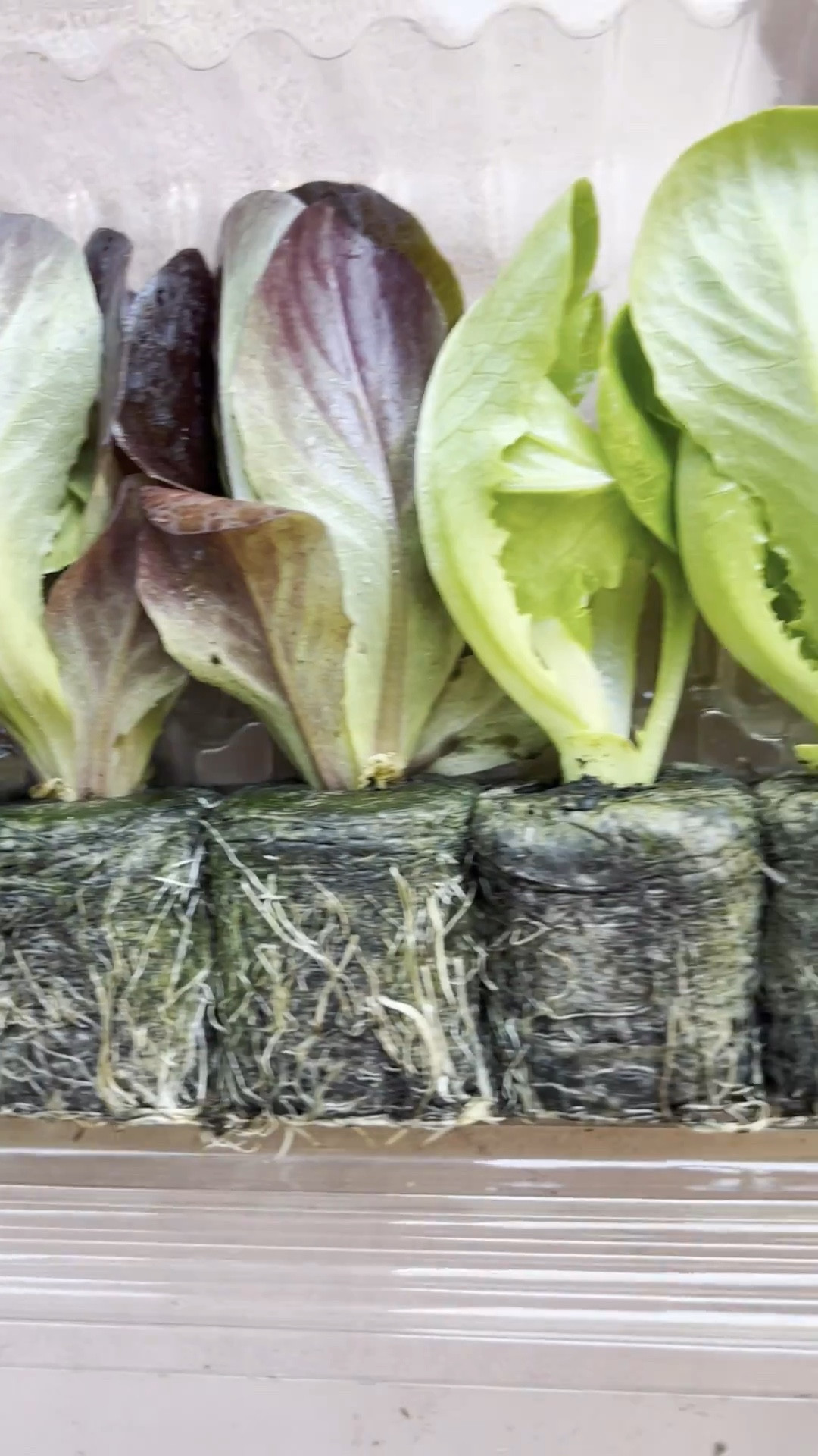 New lettuce seedlings are here!!🥬 

We got six new butter lettuce and six romaine plants for our towers! Each one is 2.99 and we get multiple harvests out of each of them. It’s saved us so much money on our groceries! 

I’ve linked the towers and seedlings below! You can get them from their site directly or Amazon! 

#lettucegrow #amazonfinds #lettucegrowtowers 

#LTKSeasonal #LTKHome #LTKFamily