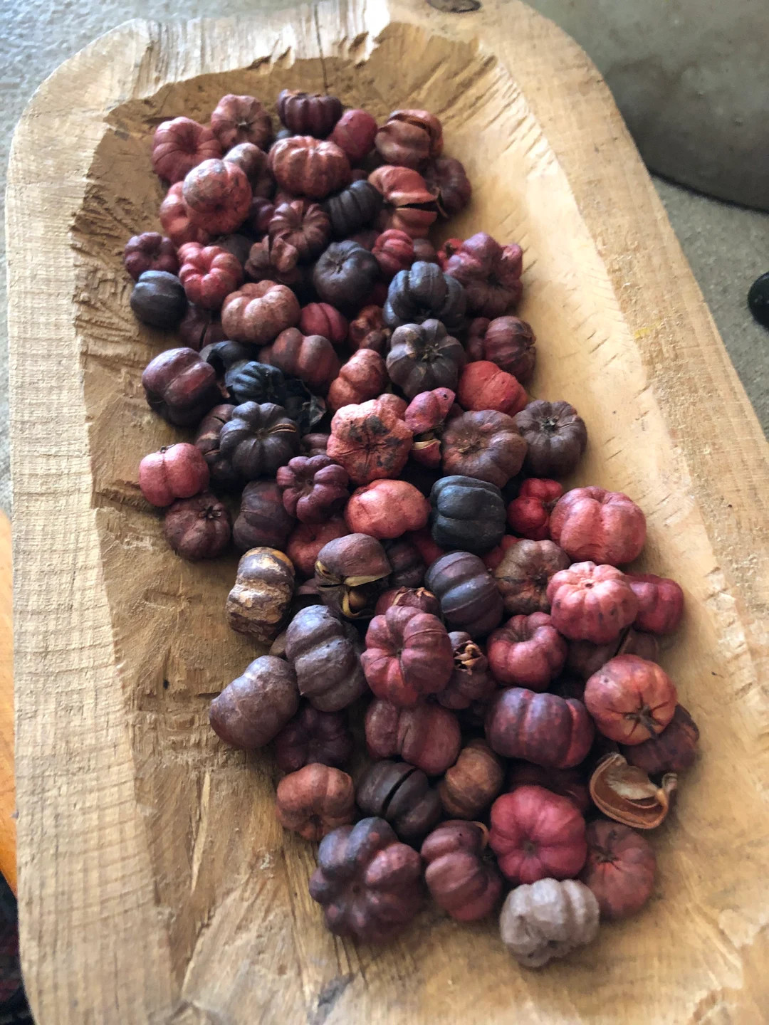 Dried Natural Putka Podspumpkin Podsfall Decorpumpkin Decorhalloweenprimitive - Etsy | Etsy (US)