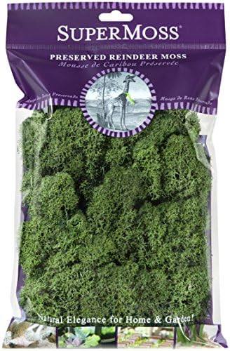 SuperMoss (23080) Reindeer Moss Preserved, Basil, 2 Ounces | Amazon (US)