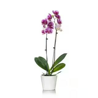 White with Purple Spots 5 in. Orchid Plant in Wood Pot (2-Stems) | The Home Depot