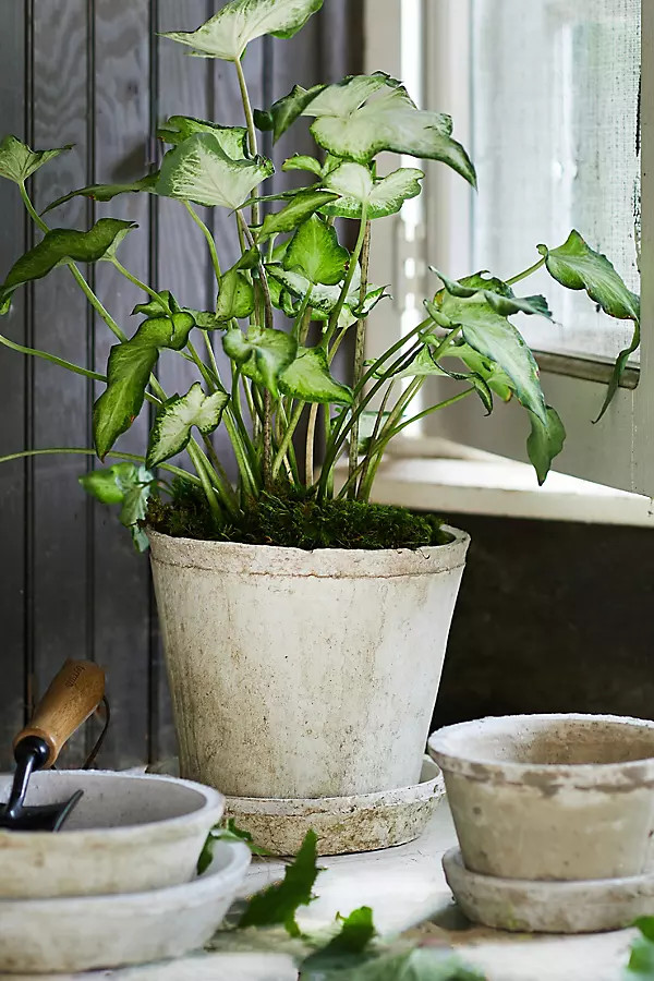 Earth Fired Clay Pot + Saucer, Set of 3 | Anthropologie (US)