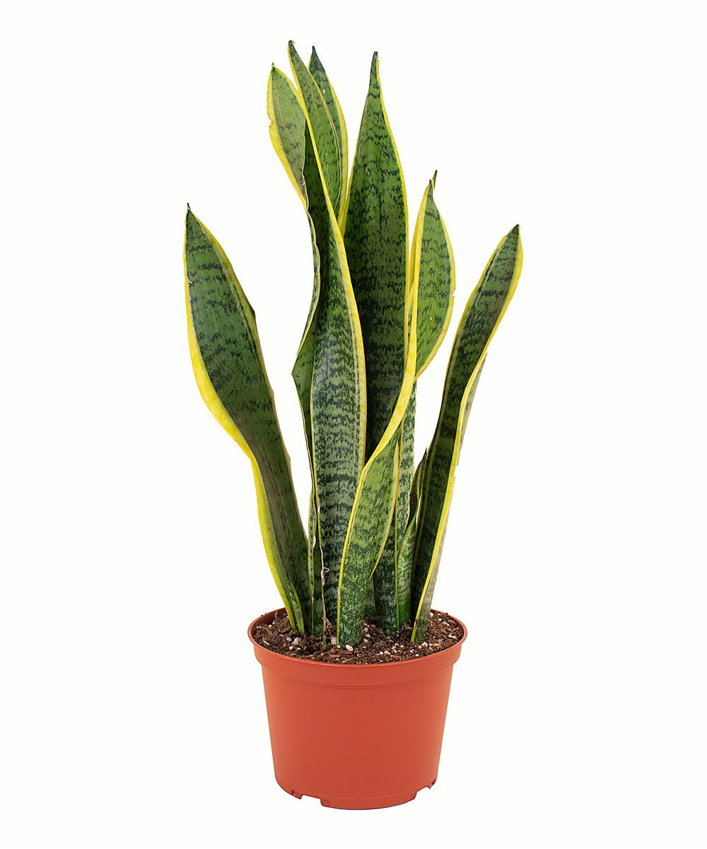Shop Succulents Indoor Pre-Planted Plants Natural - Live 6'' Sansevieria Laurentii 'Snake Plant' Hou | Zulily