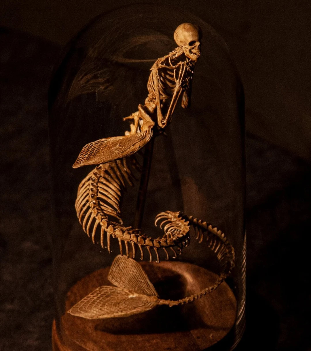 Mermaid Skeleton, Curiosity Cabinet - Etsy | Etsy (US)