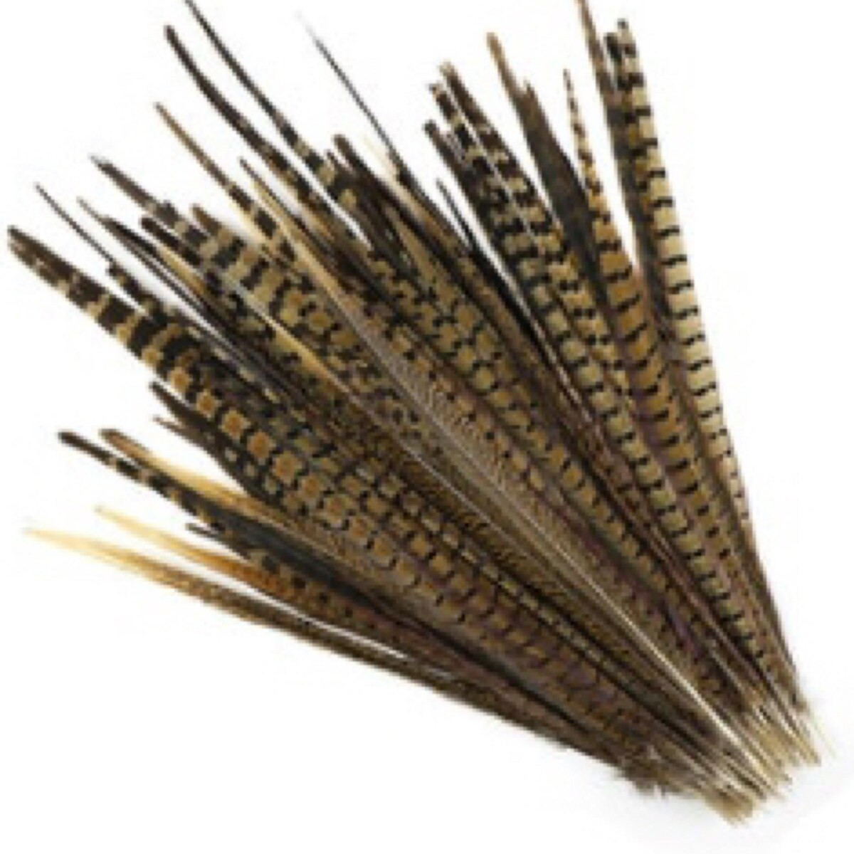 ENGLISH RINGNECK Natural Pheasant Tail Feathers 4"-28" in Various Sizes for Halloween Craft Costu... | Etsy (US)