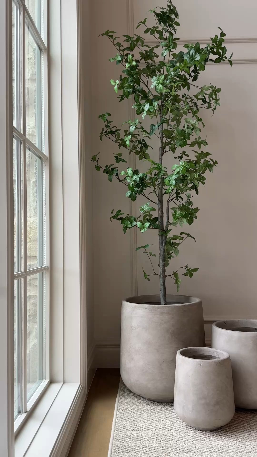 Stunning lightweight concrete planter set by Kante from Wayfair is just too good! I got these grey weathered concrete planters in a set of three, and love it so much I bought a SECOND SET!

#wayfair #planter #sale

Wayfair, planter set, outdoor planter, large planter. Tall planter, planters, planter set, indoor planters, aesthetic planter. Viral planter, home decor, interior decorating, interior styling, cozy home, modern home, vintage modern, cozy home vibes, sale alert, affordable decor, faux tree, target tree, studio McGee, threshold

#LTKWatchNow #LTKHome #LTKSpringSale