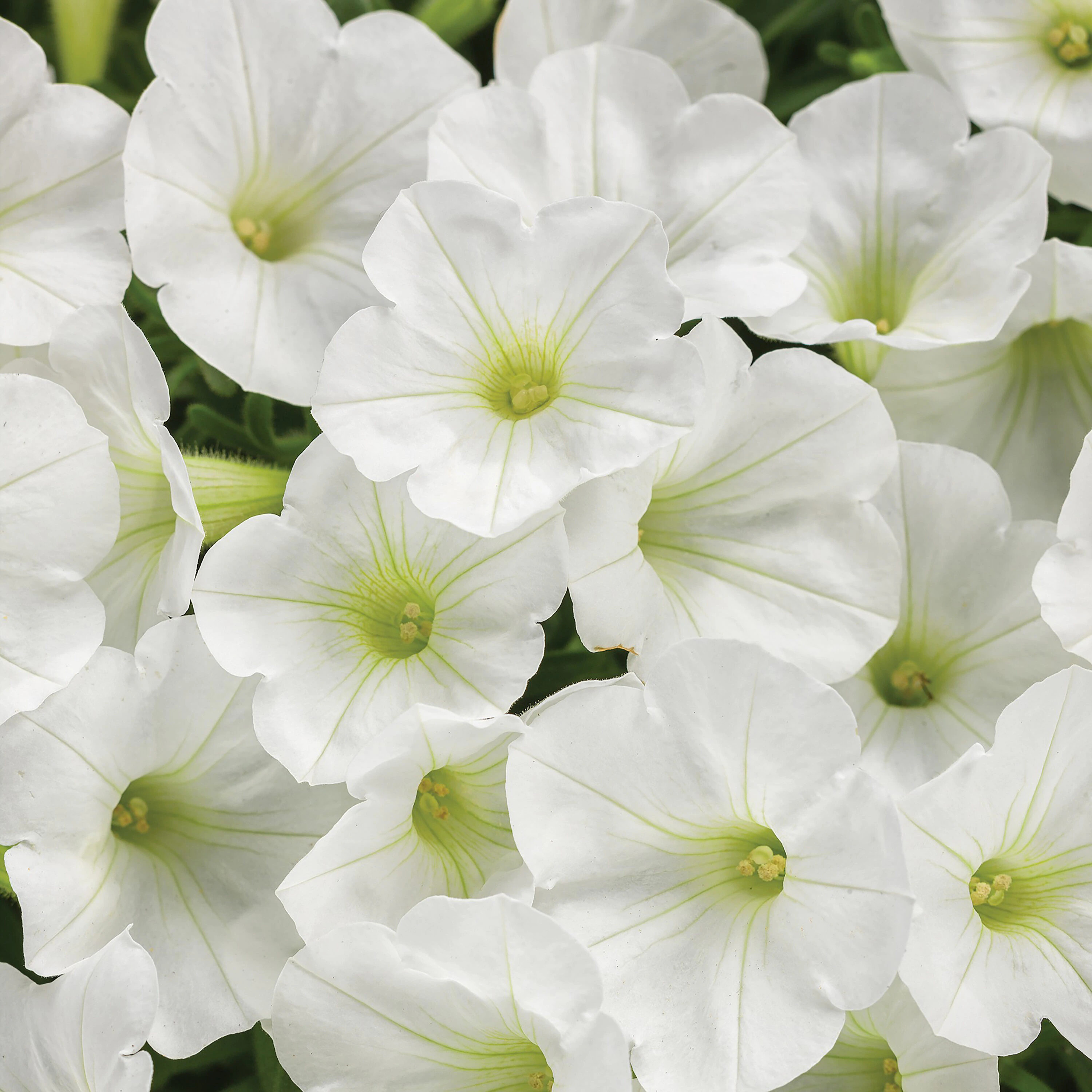 Proven Winners White Supertunia Mini Vista White in 4.25 Inch(es) Pot 4 -Pack one_size | SUPPRW6017504 | Lowe's