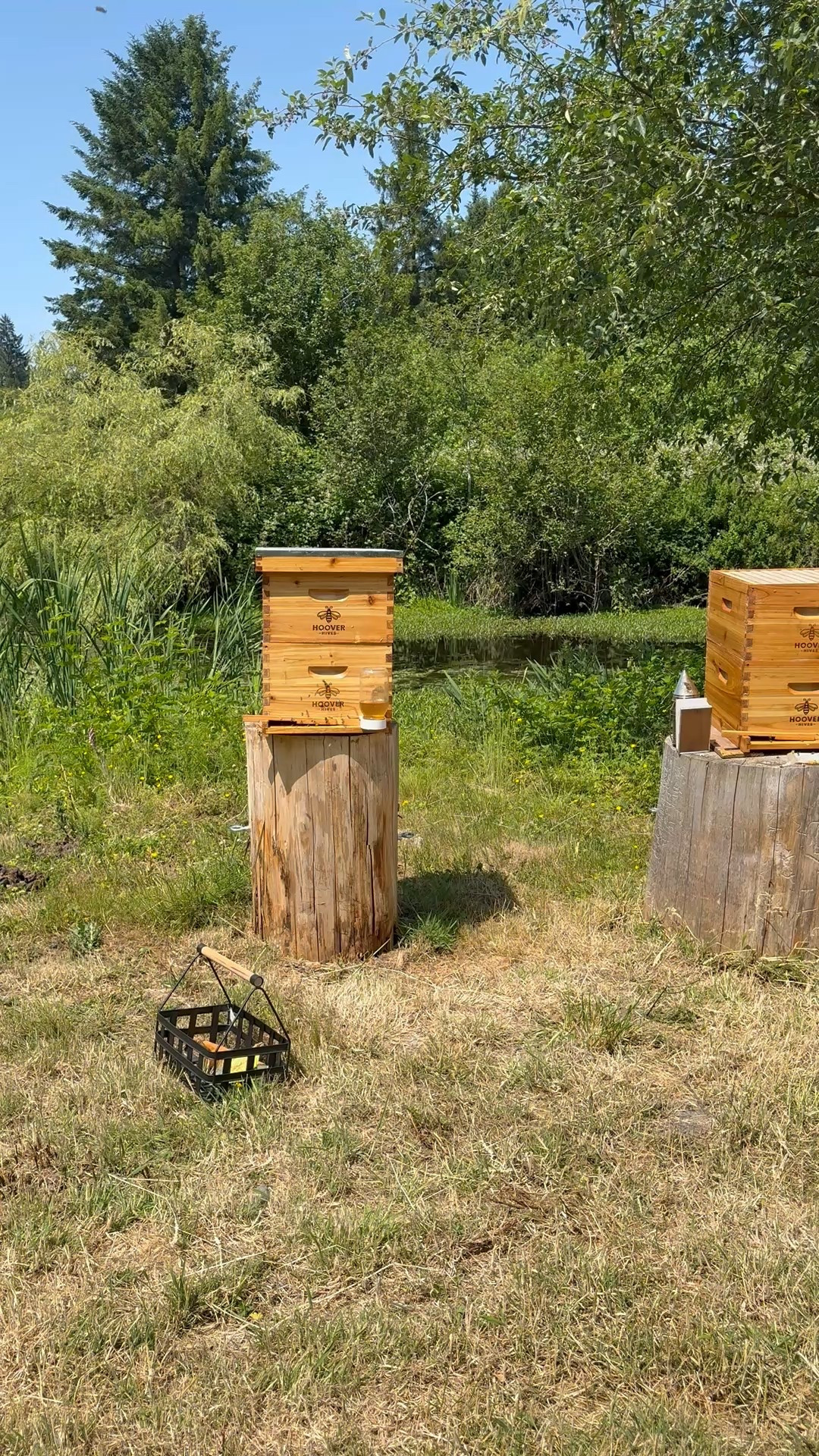 Checking on my bees in these gorgeous beeswax coated hives from Hoover Hive!!! 

#LTKActive #LTKSummerEdit #LTKSeasonal