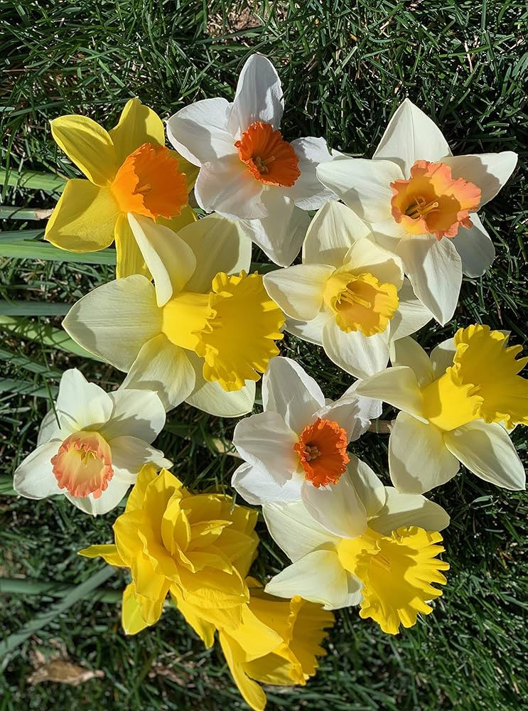 50 Daffodil Mixture - Narcissus Large Cupped Giant Mixture | Amazon (US)