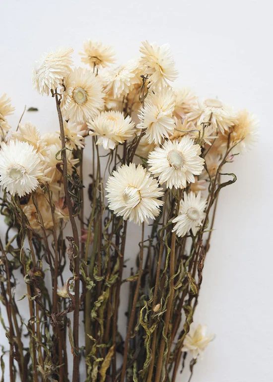 Vanilla Cream Dried Helichrysum Everlasting Daisies - 15-22 | Afloral (US)