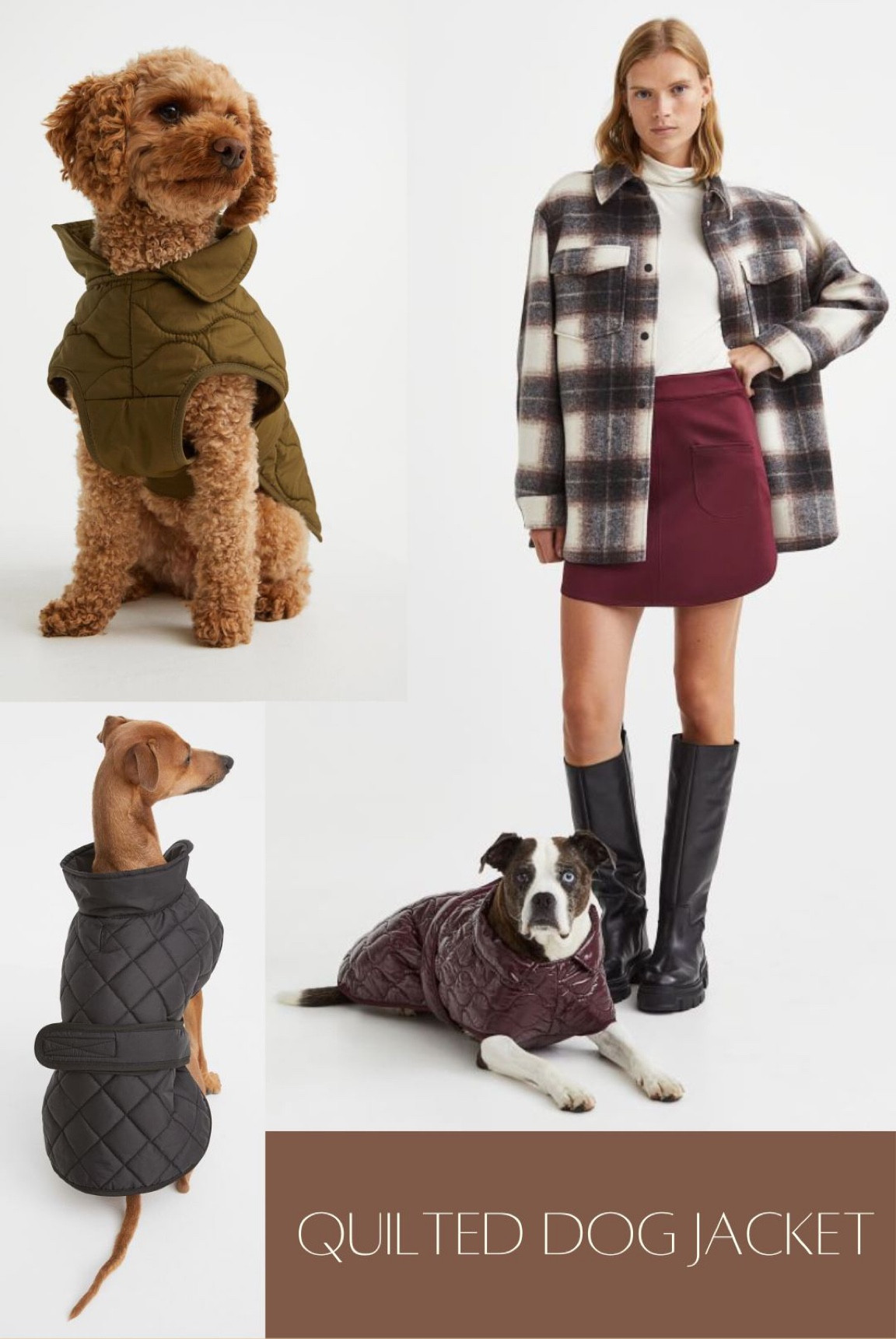 Quilted Dog Jacket 
Make sure to read reviews for sizing 

Affordable pet fashion

#LTKhome #LTKfamily #LTKunder50