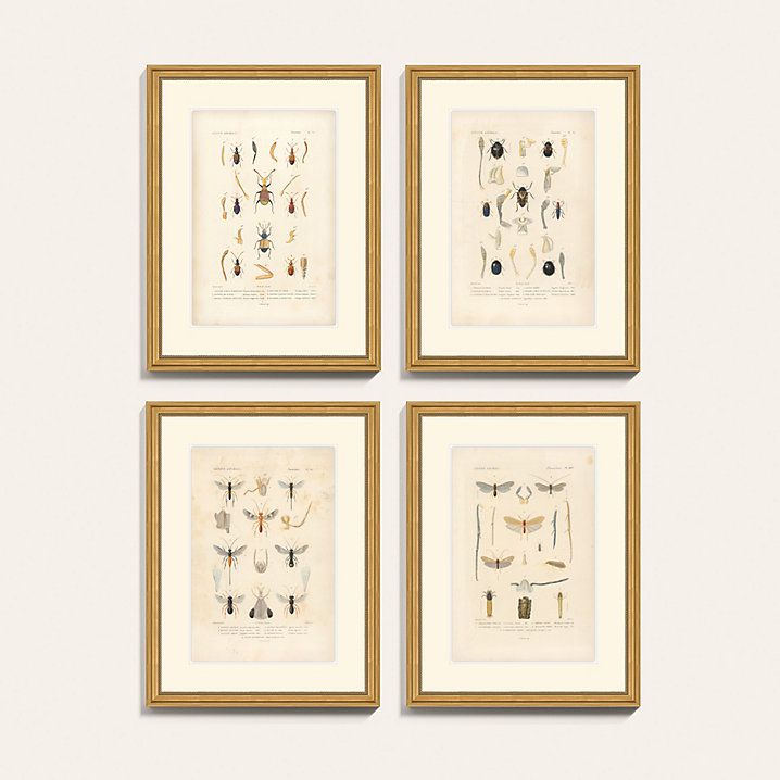 Invertebrates Gold Framed Entomology Wall Art Print Series | Ballard Designs, Inc.