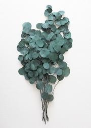 Preserved Silver Dollar Eucalyptus - 22-30" Tall | Afloral (US)