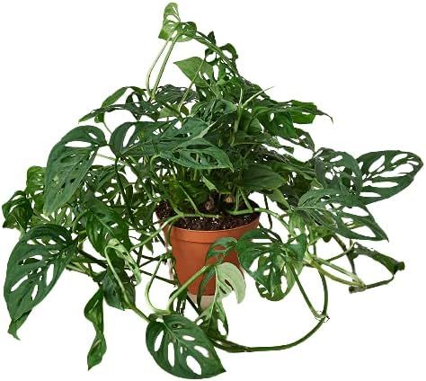 House Plant Shop | Monstera Adansonii 'Swiss Cheese' - 6" Pot | Live Indoor Plant | Easy to Care ... | Amazon (US)