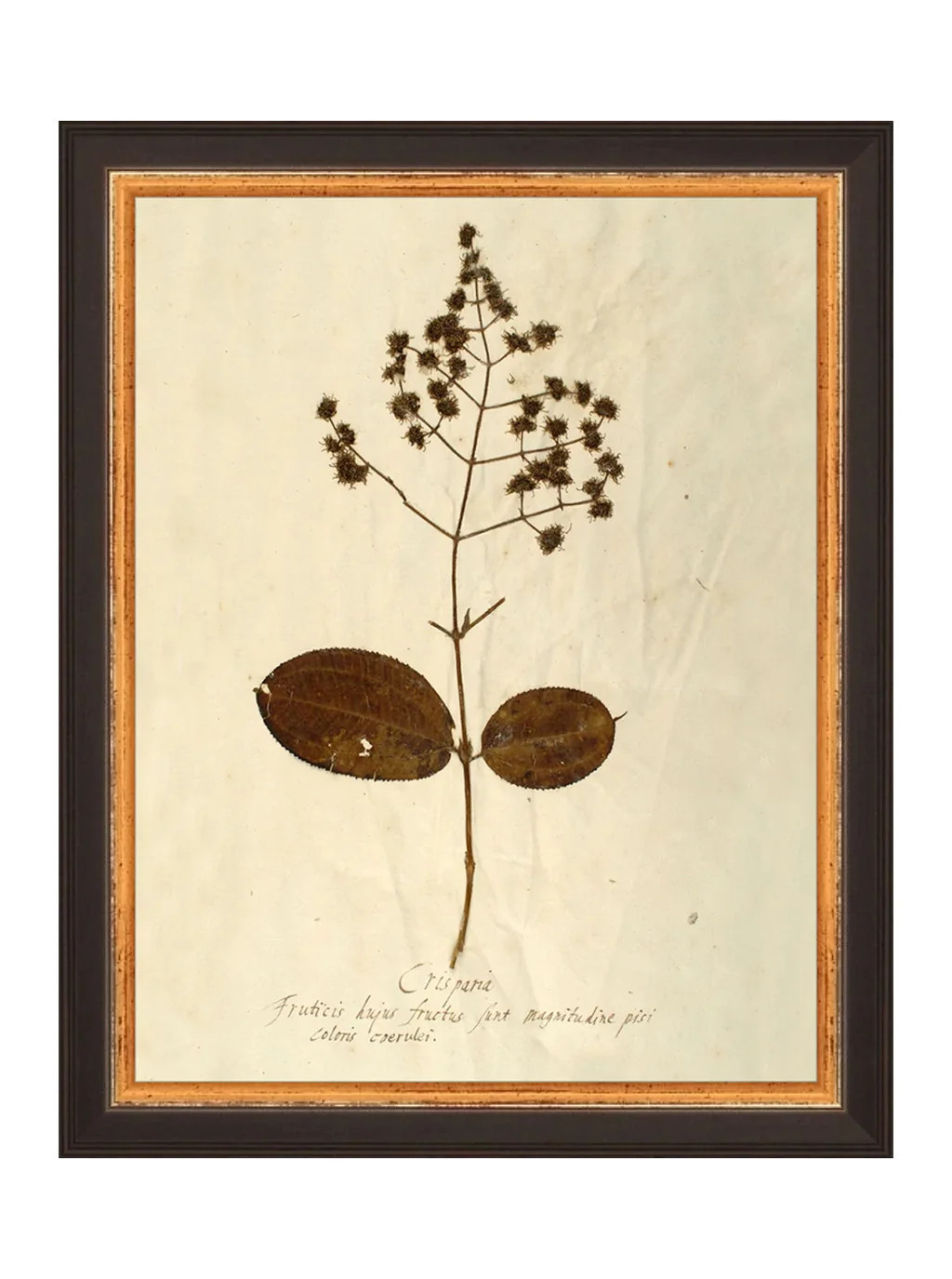 Herbarium III | House of Jade Home