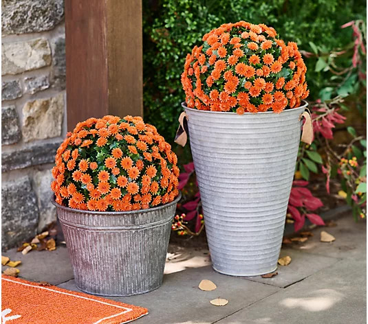 "As Is" Wicker Park Set of 2 12" Harvest Faux Mum Spheres - QVC.com | QVC