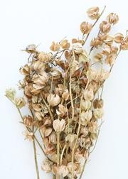 Dried Decor Accents Cape Gooseberry Pods - 20-30" Tall | Afloral (US)