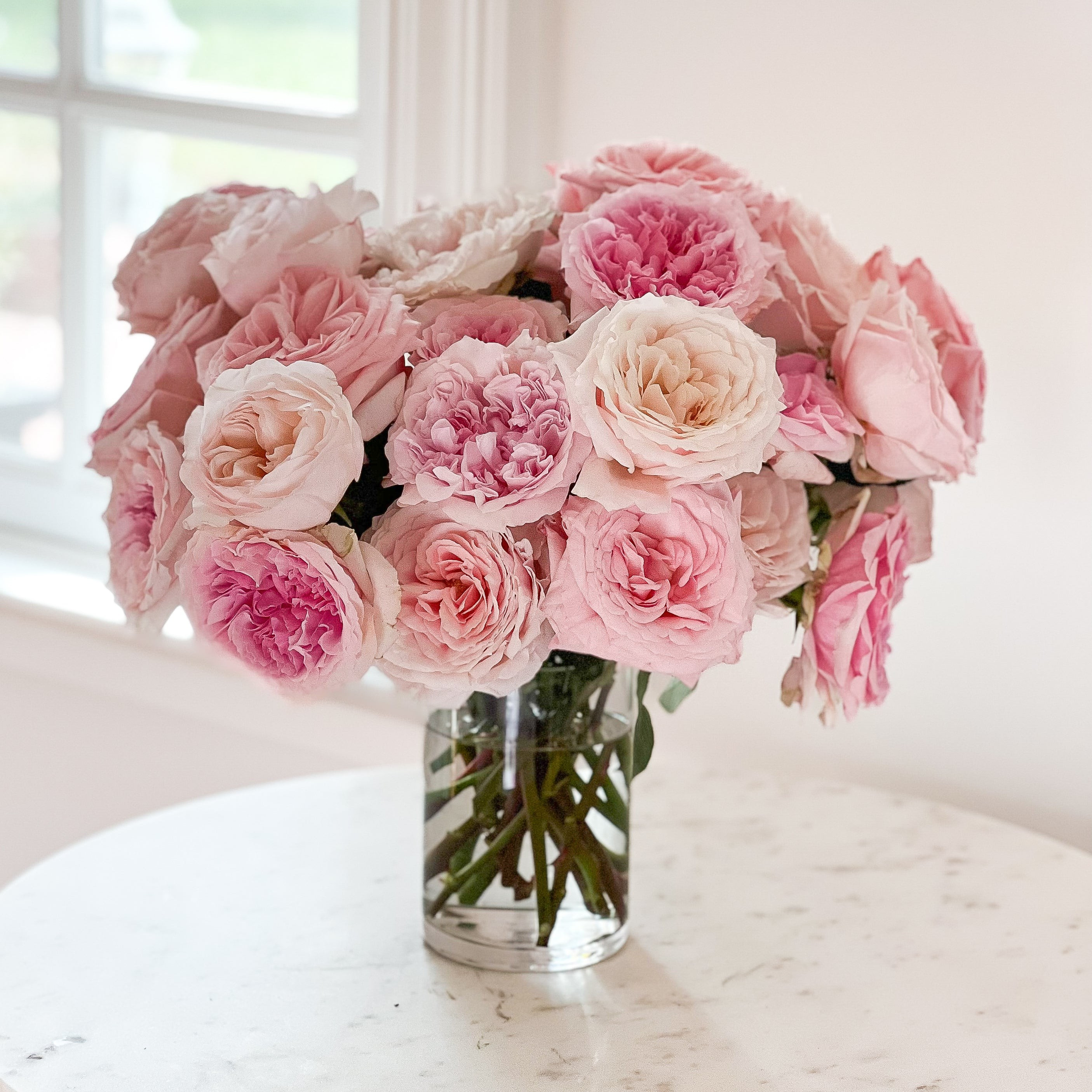 Seraphina | grace rose farm