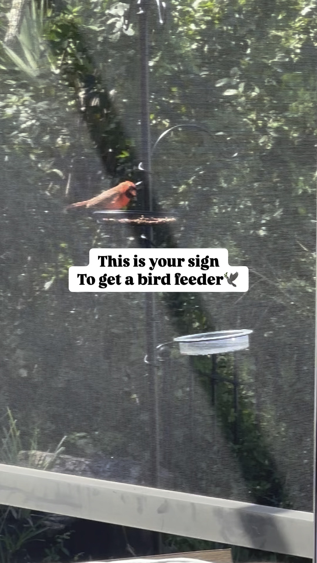 Birds are loving our backyard! 🐦💚 Check out these feathered friends enjoying the feeder I just filled up! Bird feeder linked and more #birdwatching #wildlife #backyardbirds #birdfeeder #naturelovers"

#LTKdayinmylife #LTKmomlife #LTKGiftGuide