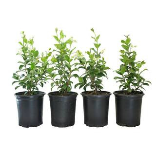 #1 Container Star Jasmine Vine Plants (4-Pack) | The Home Depot