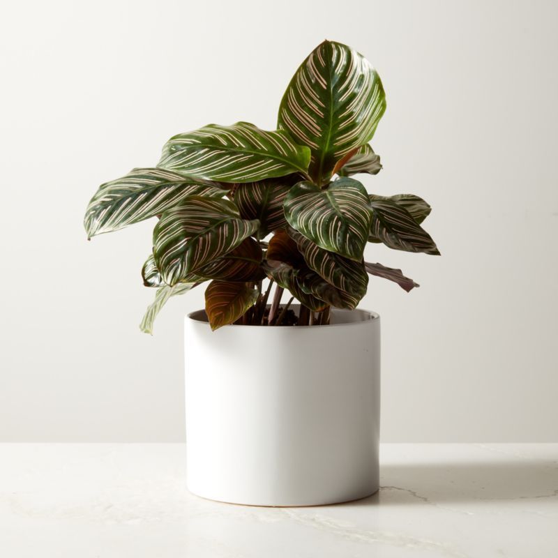 Small Pinstripe Plant (Calathea Ornata) in 6'' White Ceramic Pot | CB2 | CB2