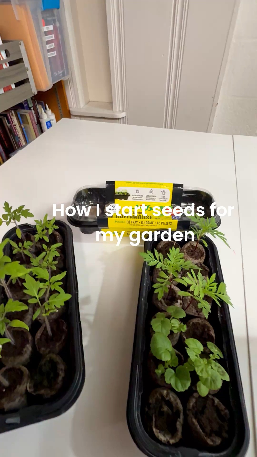 This is an easy way to start seed for your garden. 
#LTKgarden 

#LTKSeasonal #LTKHome #LTKvlog