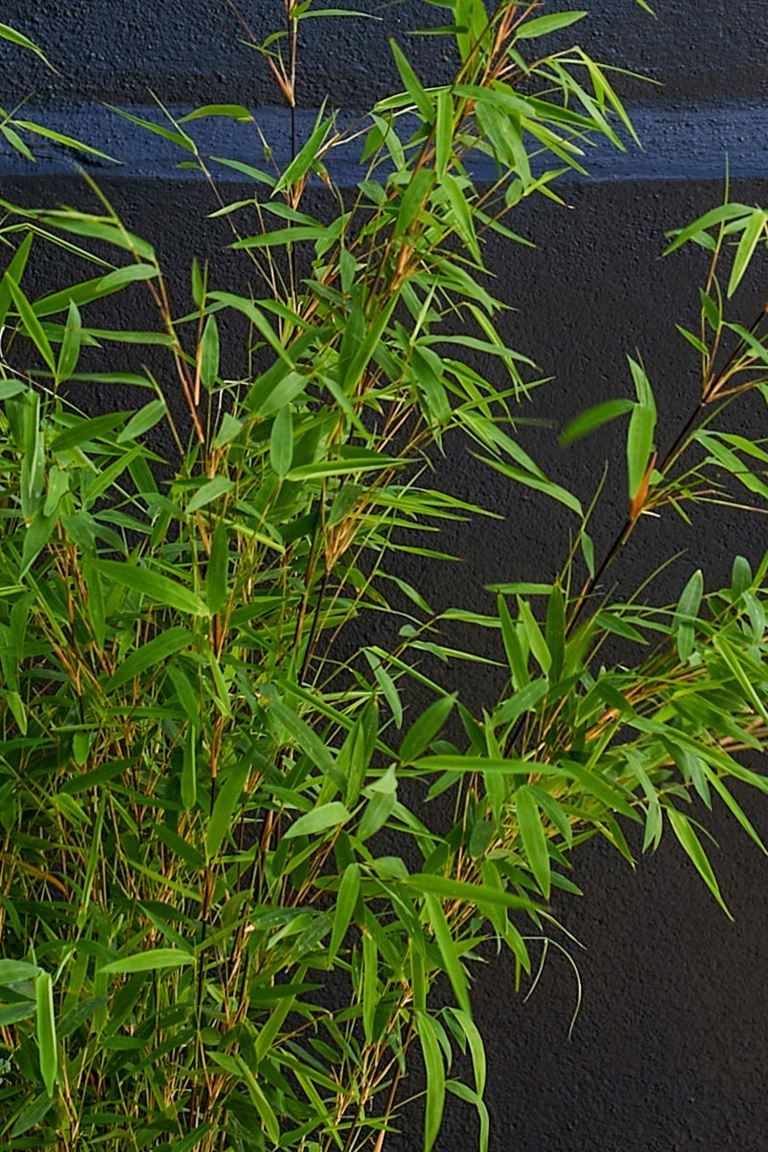 Bamboo Tree | H&M (UK, MY, IN, SG, PH, TW, HK)