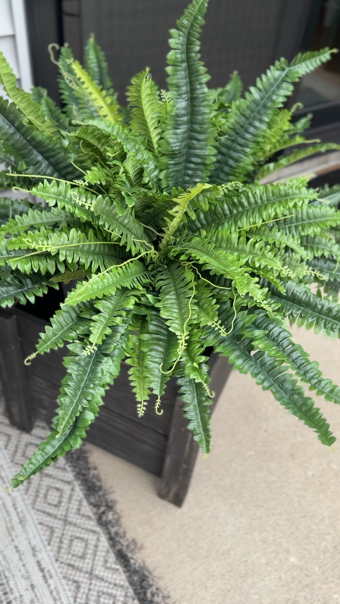 No one will know they aren’t real. The best looking faux ferns from Amazon  

#LTKHome #LTKSeasonal