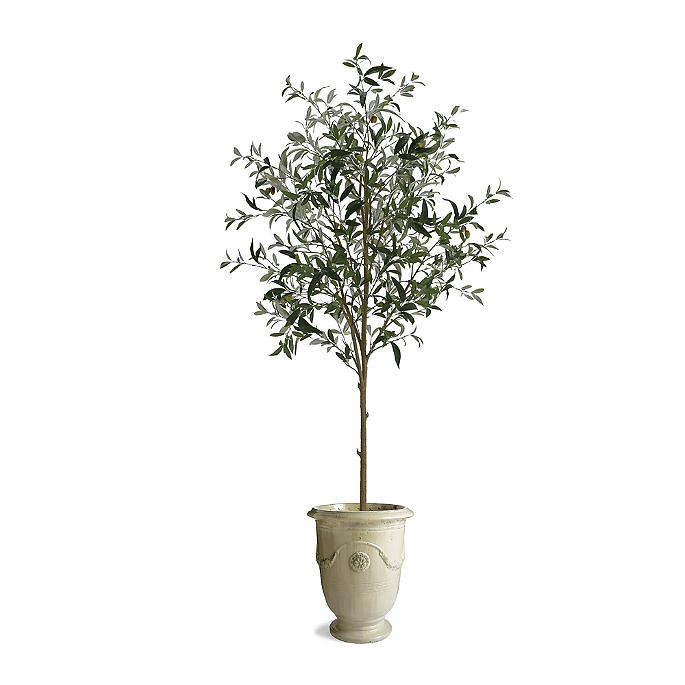 70' Potted Olive Tree | Frontgate | Frontgate