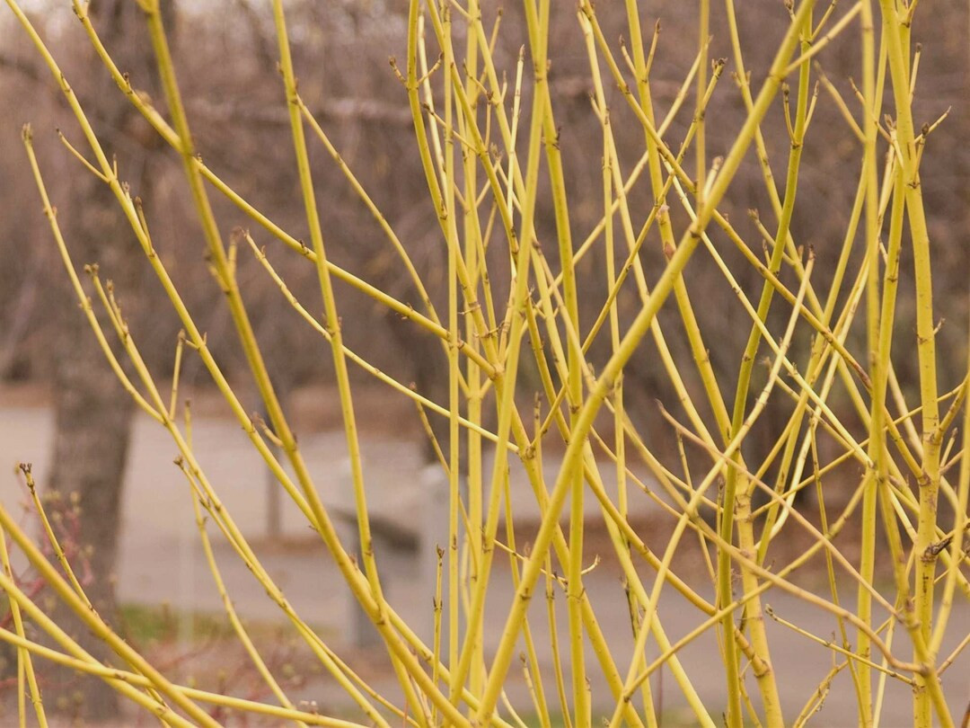 Yellow Twig Dogwood Shrub - Etsy | Etsy (US)
