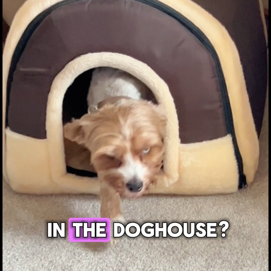 Limited time deal for pet supplies. Earn an E-gift certificate when you spend $100 on pet supplies. 
I linked an insp list for your cat or dog. 
Bleu, Sabby & Coraline are excited about this! 


#LTKSaleAlert #LTKVideo #LTKSummerSales