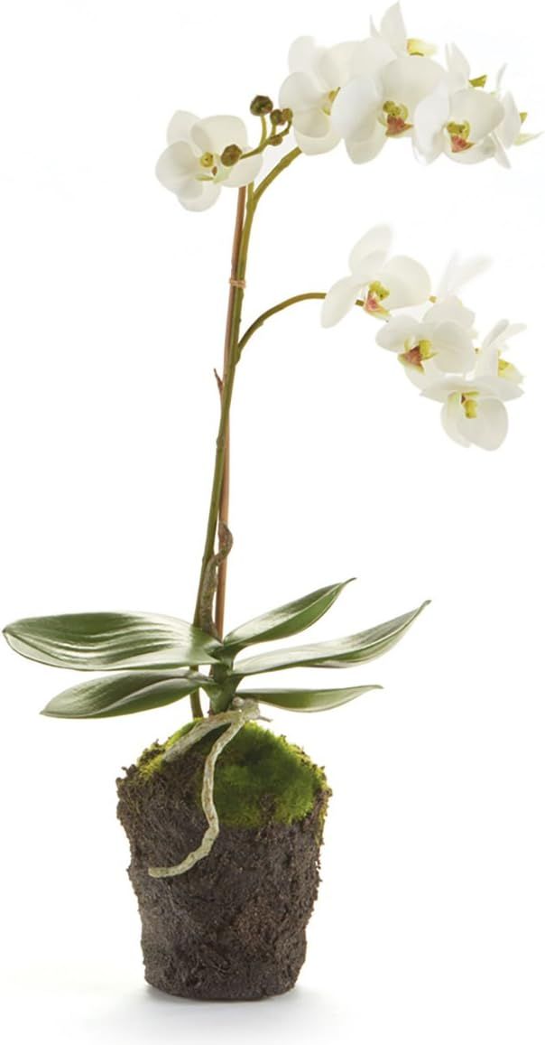 NAPA Home & Garden Conservatory PHALAENOPSIS Orchid Drop-in 17-INCH | Amazon (US)