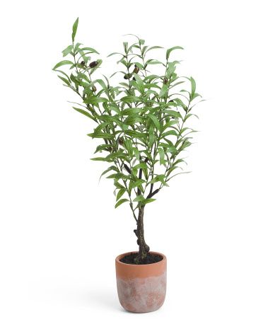 32in Olive Tree In Aged Terracotta Pot | TJ Maxx