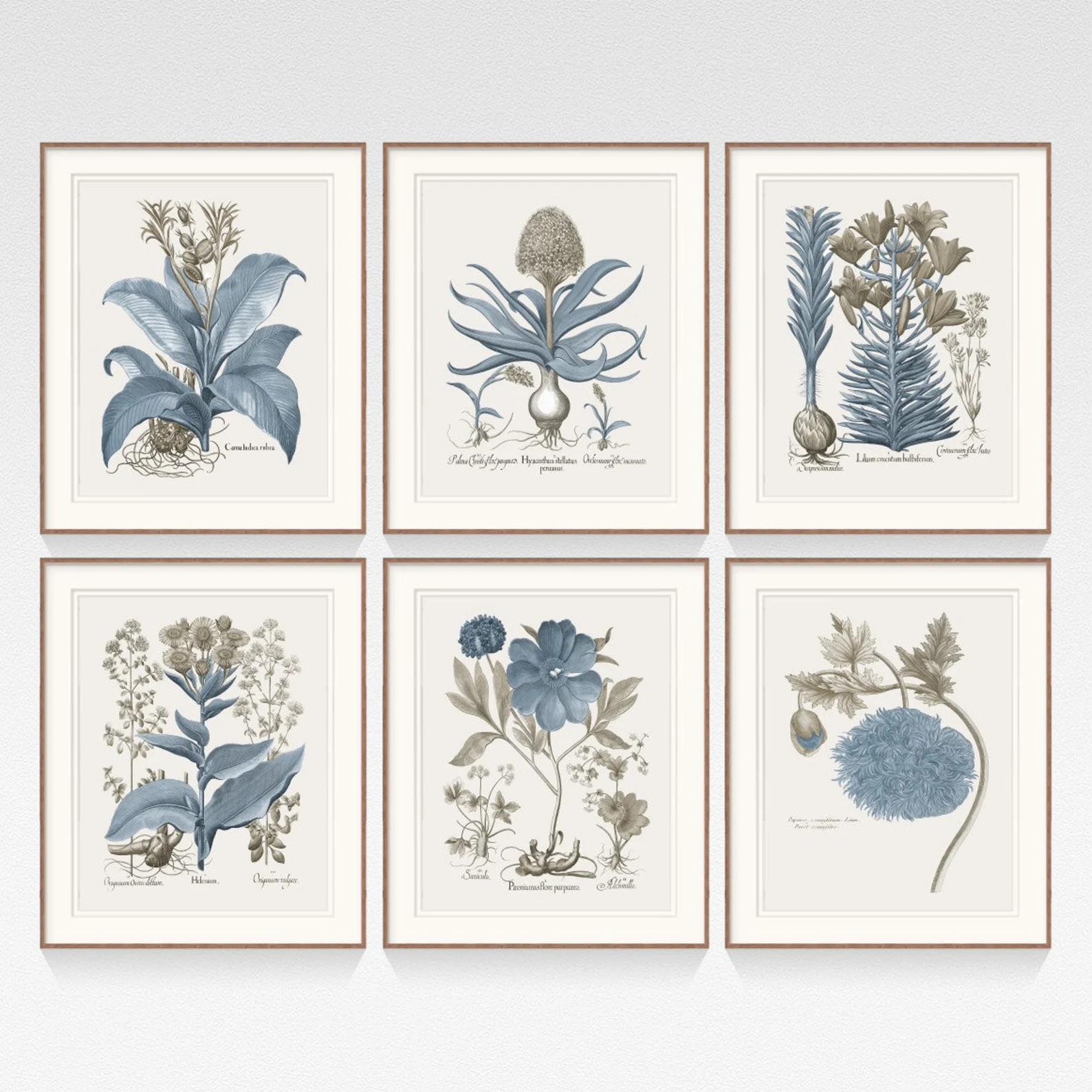 Grey blue plant printBasilius BeslerSet of 6 | Etsy | Etsy (US)