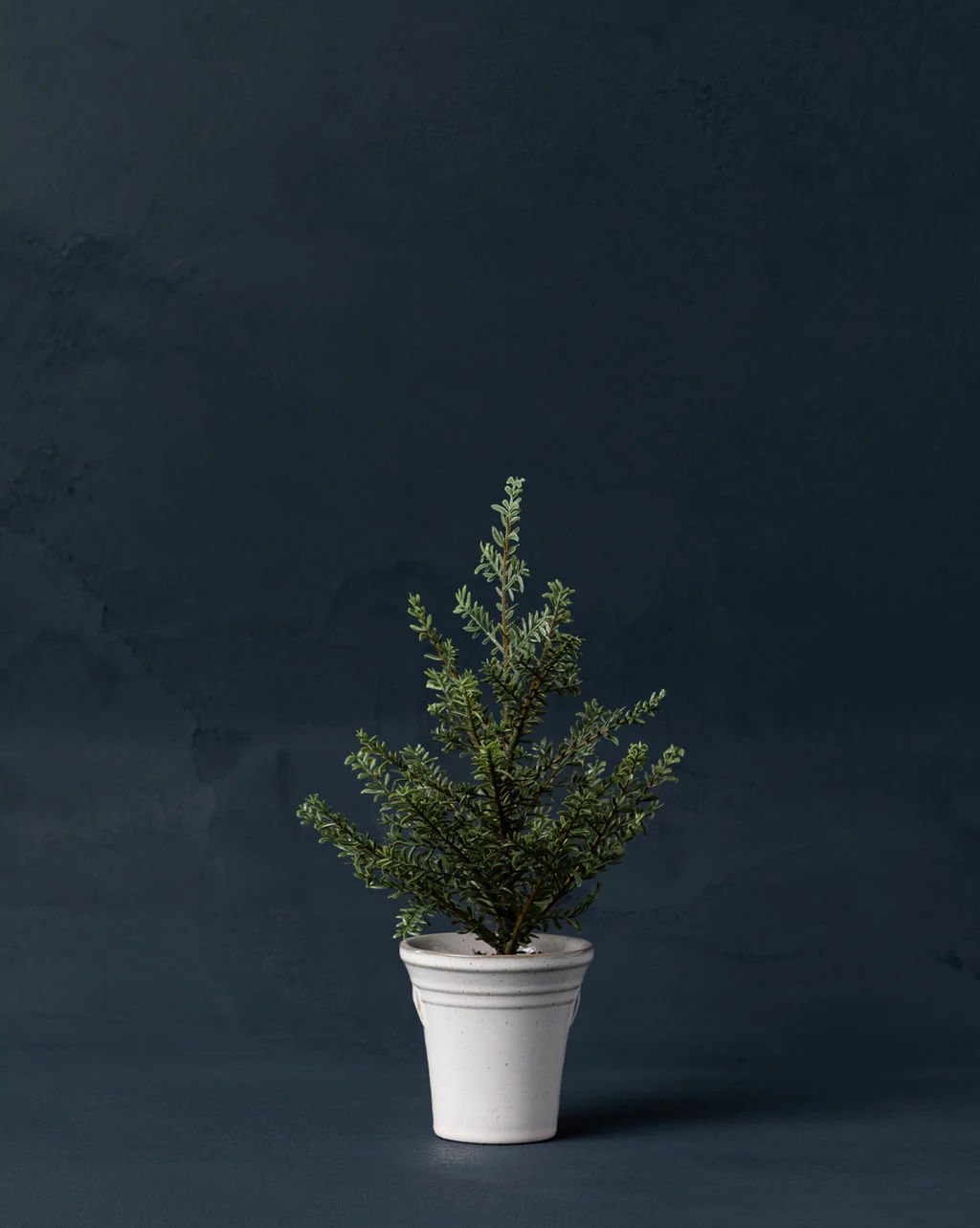 Faux Cedar Tabletop Tree | McGee & Co.